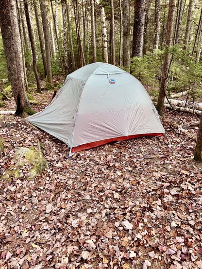 Photo of our tent nestled in a forest. Ground is covered with fallen leaves.