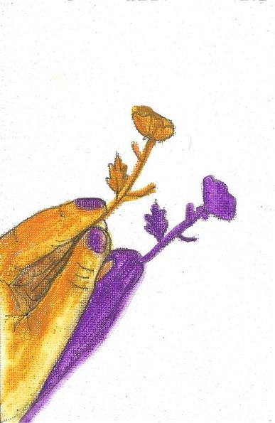 Une main tenant une petite fleur et leur ombre projetée en violet