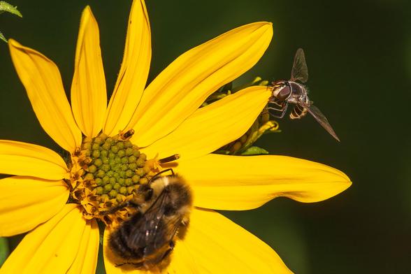 Closeup photograph of a hover fly perched on the tip of a yellow sunflower petal and a common eastern bumble bee exploring the florets at the center of the same flower with vague dark greens in the background. The hover fly is in sharp focus in the upper right frame and the view is looking at the front of the fly with a foreshortened view of its body behind it. The bumble bee is in the lower left center frame and is out of focus. The view is from above looking at its back and legs. This sunflower species has long yellow petals that radiate from a center filled with yellow, brown, and green florets. Common eastern bumblebees have a black abdomen covered in fine black hairs with a yellow waist near the thorax, a black thorax covered in fine, yellow hairs, a black head covered in fine yellow hairs, six segmented legs, two large compound eyes and three simple eyes on its head, two short antennae, and transparent wings with black veining. This species of hover fly (possibly a large-tailed aphideater or Eupeodes volucris) has a smooth black abdomen with two gold oblong splotches on either side of the top of each segment, a black thorax covered is fine white hairs, a black head that is mostly made up of two large brown compound eyes, two small antennae, six brown segmented legs, and two transparent wings with dark veining.