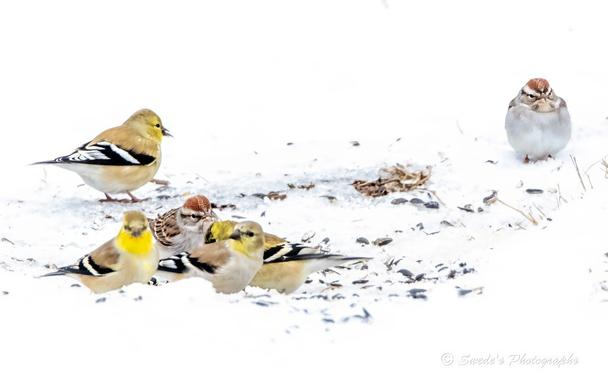 "A snowy field stretches across the frame, bright and soft like sifted flour. In the foreground, five small birds cluster together in a tight, gentle huddle. Four are American Goldfinches, their muted yellow plumage and black-and-white wings glowing like sunbursts against the snow. Among them stands a single chipping sparrow, its brown and white feathers blending into the wintry palette, yet distinct in posture. A sixth bird—another sparrow—stands apart in the background to the right, solitary and watchful. Scattered seeds dot the snow, anchoring the birds’ quiet foraging. The scene is serene, high in contrast, and signed Swede’s Photographs in the bottom right corner." - Copilot with edits