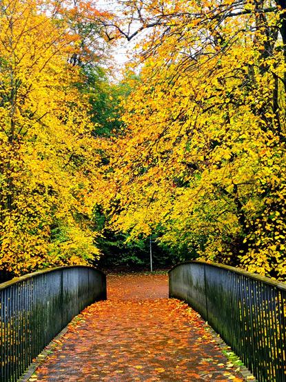 Autumn leaves on the banks of the River Kelvin in Glasgow.