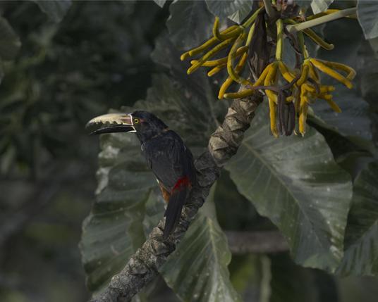 A small black toucan with a red rump patch and a lot of yellow the upper bill is posed on a branch where birb can consider the long yellow fruits hanging from the tree.  Birb just watched a Keel-billed Toucan & a Scarlet-rumped Cacique feed here, so birb knows this is the good stuff!  Canopy Tower, Panama. April 2025. Photo by Peachfront.