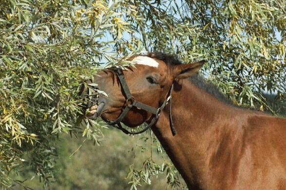 Gniada klacz stoi pod wierzbą, obgryzając suche, pożółkłe liście.