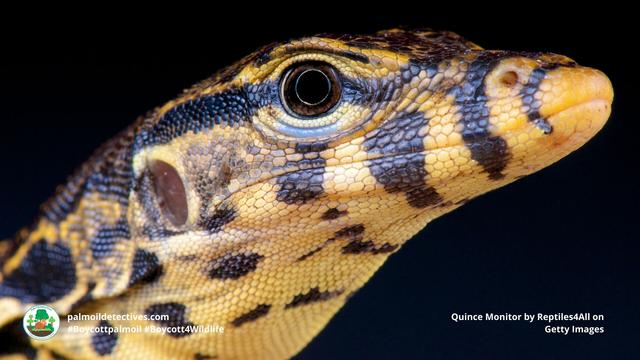 #News: The illegal #wildlife trade has a new target: ants 🐜 and #reptiles 🦎. As traffickers shift from #rhinos to smaller species, #Africa's ecosystems are at risk. We need stronger laws to protect these animals. @palmoildetect #Boycott4Wildlife https://dialogue.earth/en/nature/trafficking-of-lesser-known-wildlife-species-on-the-rise-in-africa/?utm_source=mastodon&utm_medium=Palm+Oil+Detectives&utm_campaign=publer