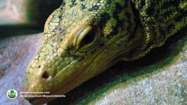 #News: The illegal #wildlife trade has a new target: ants 🐜 and #reptiles 🦎. As traffickers shift from #rhinos to smaller species, #Africa's ecosystems are at risk. We need stronger laws to protect these animals. @palmoildetect #Boycott4Wildlife https://dialogue.earth/en/nature/trafficking-of-lesser-known-wildlife-species-on-the-rise-in-africa/?utm_source=mastodon&utm_medium=Palm+Oil+Detectives&utm_campaign=publer