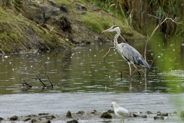 A majestic Grey Heron stands in shallow, rain-dimpled water, with a smaller white bird nearby. The scene is framed by a muddy bank and bare branches. See more at http://www.lukehaigh.co.uk. #Birds #lukehaigh #birdphotography #photography