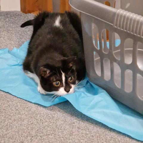 A cute black and white cat appears ready to pounce.