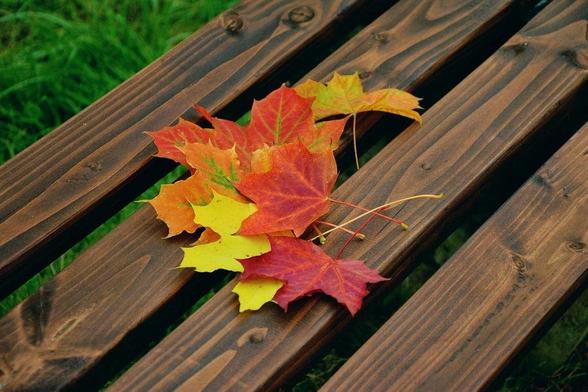 A small pile of colorful autumn leaves in shades of red, orange, and yellow rests on a wooden park bench, with green grass visible in the background.