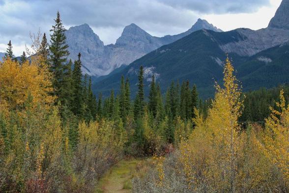 Photo of the Three Sisters mountain peaks, seen from Canmore, Alberta. They line the horizon, with. some autumn-grey clouds overhead. In the foreground is a mix of coniferous and deciduous trees and shrubs in varying shades of yellow, red, and green.