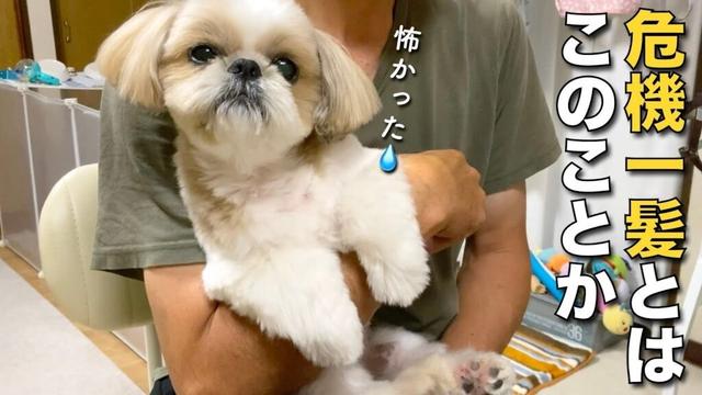 【シーズー】お散歩中の恐怖体験を聞いてください(T . T)（「今日なに食べた？」お犬用！簡単、梨パンケーキ編）【408】