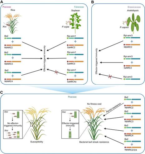 This panel of three diagrams illustrates how cross-family deployment of sensor and helper NLRs confers effector-triggered immunity in non-asterid crops.