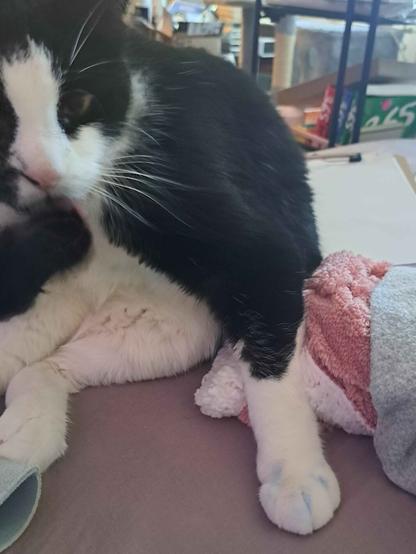 black and white cat with blue on his paws