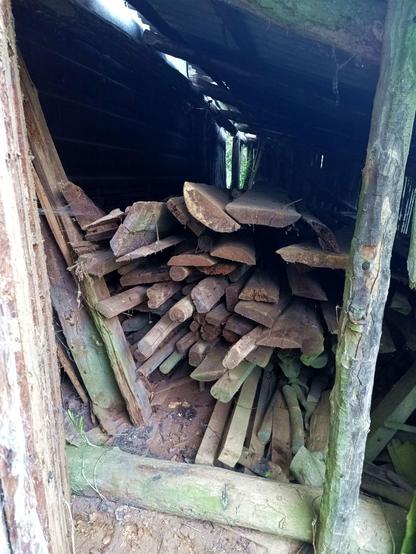 A dark lean-to with a little light shining through gaps in the roof and rear wall. It's packed half full with long pieces of used timber, mostly junk, flitches, round, live edge planks, mostly grey and with nails in it. The shack is at an angle on a hillside.