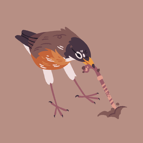 A painting of a robin tugging hard on an earthworm, trying to get it out of the ground.