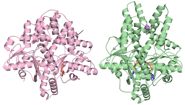 Left: Open conformation of ArsA (pink) with ADP (orange) without arsenite. Right: Closed conformation of ArsA (green) with ATP (blue-orange) and arsenite (purple). PDBs used: 9NBM (left) and 9NBW (right). CC BY SBGRID.