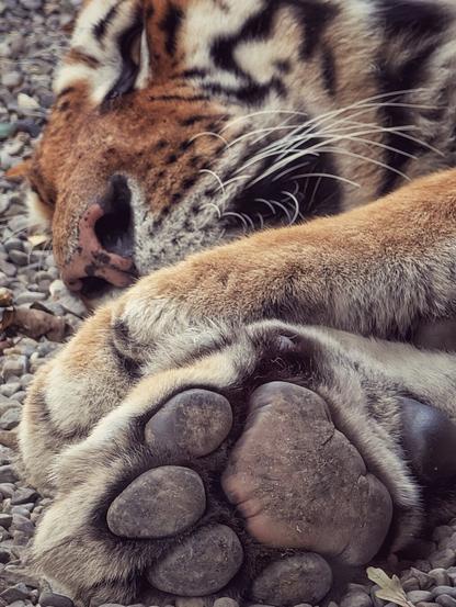 A close-up, vertical shot of a sleeping tiger's face and large, furry paw resting on a bed of small grey and brown gravel. The tiger's orange and black striped fur is visible, and the massive paw pad, composed of several dark, dusty-looking toe pads and a larger heel pad, is the dominant focus of the image. The tiger appears deeply asleep, with its eyes closed.