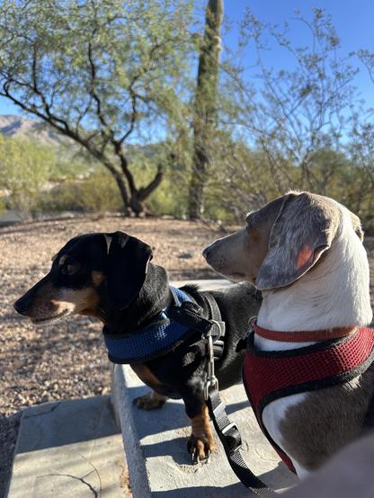 dachshunds on a bench