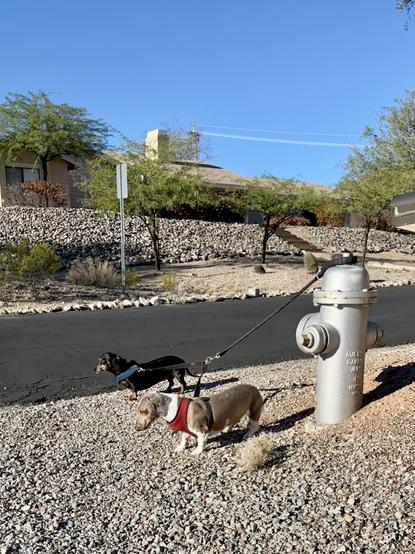 dachshunds by a road