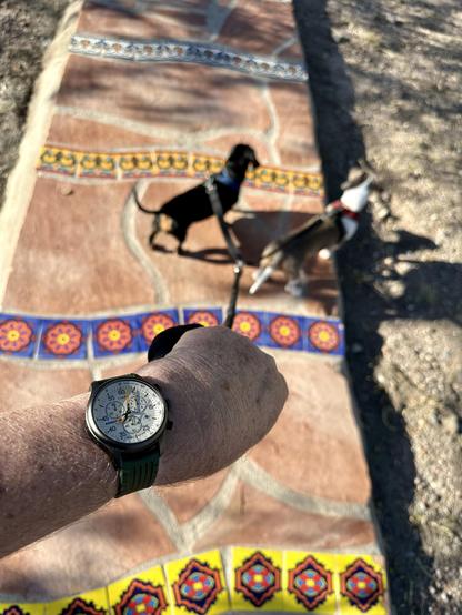 wristwatch selfie w/dachshunds & tiled walkway