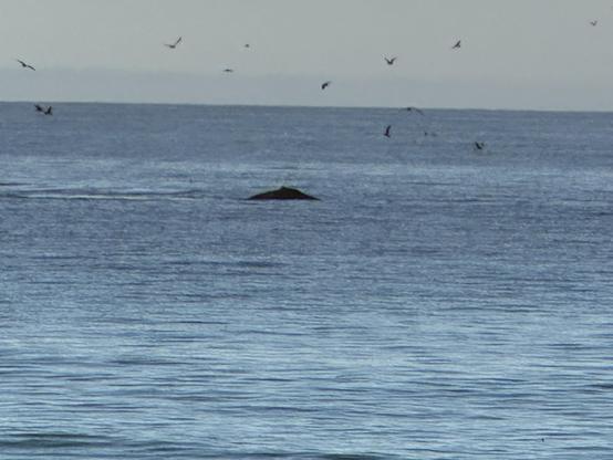 Whales surfacing off of Seacliff State Beach