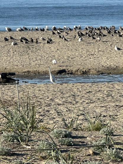 Egret in the Aptos Creek at Seacliff State Beach
