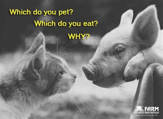 a cat and a pig snif their noses close to each other... which do you pet? Which do you eat? why? (bw picture)