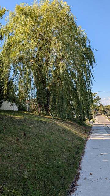 Consuming most of the foreground is a big Weeping Willow tree, on a nicely cut lawn. The sky is a beautiful blue, with nary a cloud to be seen. The sidewalk lines the right-hand side