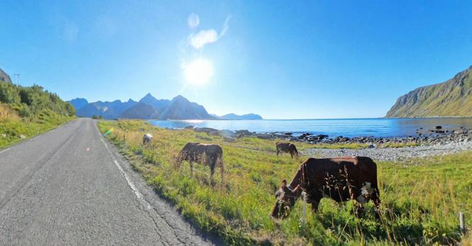 Nordic scenery at a sunny day. Cloudless sky over a wide bay in norway. A street on the left side heading straight to the horizon to some dark mountains. On the right side are some some brown cows enjoying the grass. Behind the stony seashore and far away  another mountain along the bay.