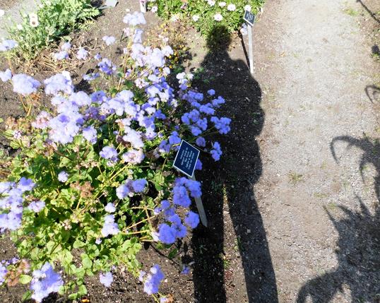 Devant les astéracées "Blue Horizon", Agérate du Mexique, j’ai capté mon ombre au jardin Van Den Hende.
© 2025, Chartrand Saint-Louis, photographie