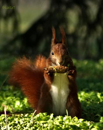 Ein Eichhörnchen sitzt auf dem mit grünem Kraut bedeckten Boden. Es ist dem Betrachter zugewandt, steht aufrecht auf den Hinterbeinen und zeigt seinen weißen Bauch. In den Vorderpfoten hält es einen Zapfen und knabbert daran. Das Foto wurde auf Augenhöhe des Tieres aufgenommen. Eine Hälfte des Eichhörnches ist mit Sonnenschein bedeckt, die andere Hälfte mit Schatten.