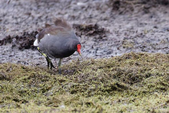A Moorhen (or Common Gallinule) foraging on muddy ground with green moss. It has dark plumage, a bright red frontal shield, and a white undertail patch visible. Please visit http://www.lukehaigh.co.uk. #Birds #lukehaigh #birdphotography #photography