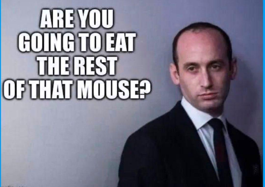 Picture of Stephen Miller with the words "Are you going to eat the rest of that mouse?"
