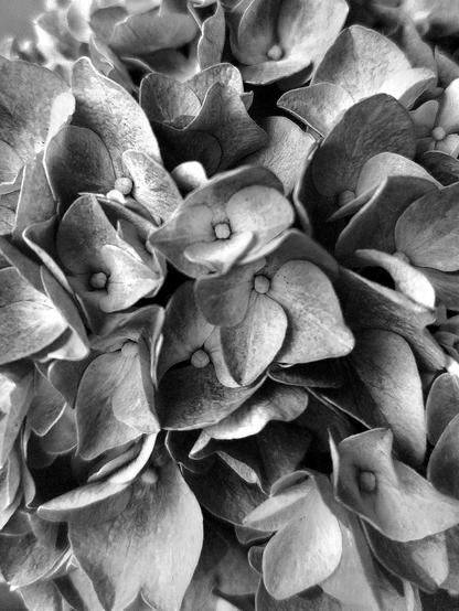 Schwarzweißfoto einer Hortensienblüte. Der Blütenstand hat viele kleine Blüten mit jeweils vier Kelchblättern. Sie sind in ihrem Zentrum weiß und werden zu den Rändern hin dunkler.