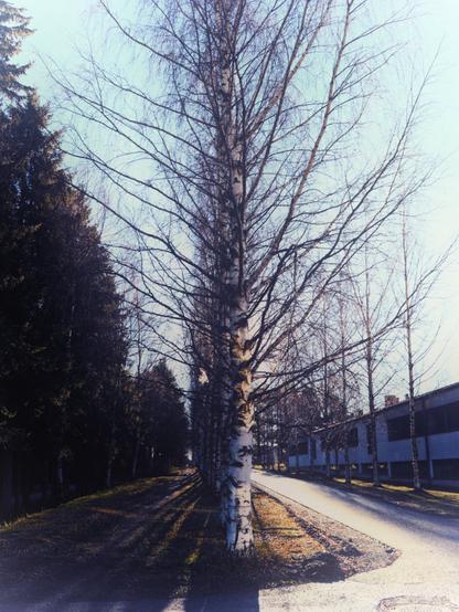 A line of leafless birch trees is beside a sunlit pedestrian/bike path next to a modern building. The low-lying autumn sun is directly behind the tree line, and long shadows stretch across the ground.