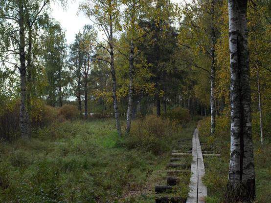 A serene forest scene, with leaves showing autumn hues. A wooden path winds through tall birch trees.