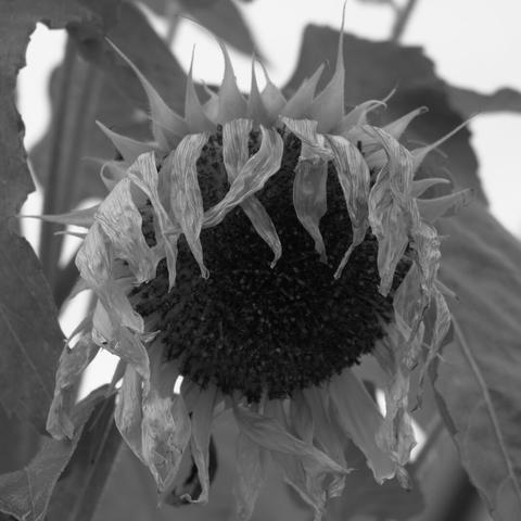 Black and white photo of wilting sunflower