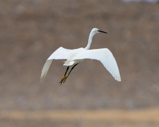 Fly egret.