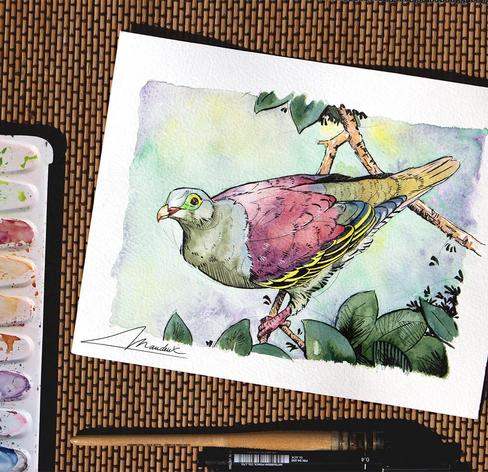 Aquarelle représentant un colombar à gros bec il s'agit d'un pigeon vert. Des réhauts d'encre noire viennent compléter cette peinture traditionnelle