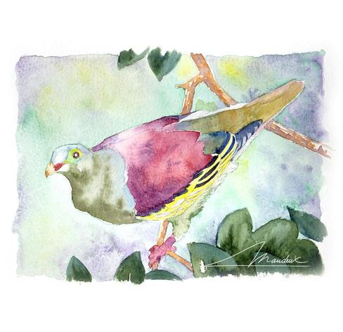 Peinture du pigeon en cours de réalisation, seuls les lavis ont été appliqués...
