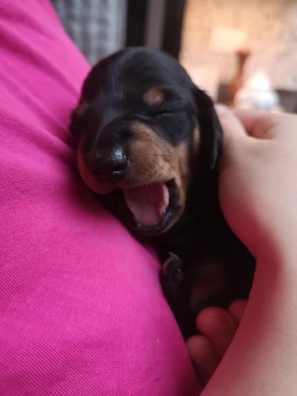 A very small and cute puppy, still with his eyes shut (they started to open the next day) yawning!