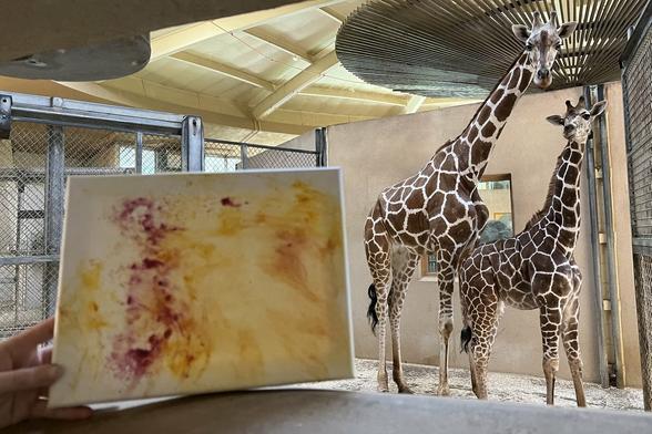Description Provided by @marylandzoo: 
Kipi and Titali standing behind their artwork in the giraffe house