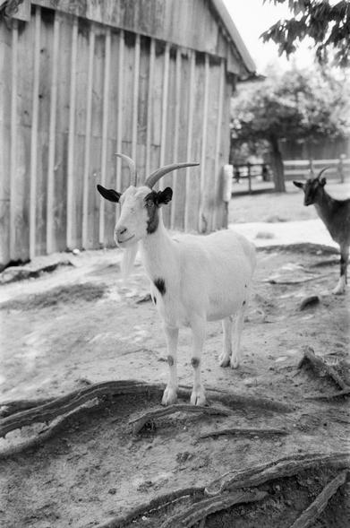 Ein Ziegenbock beobachtet ganz genau, was in seiner Umgebung so passiert. Ein Goatkeeper mit strahlend weißem Fell und mächtigen Ziegenbart.