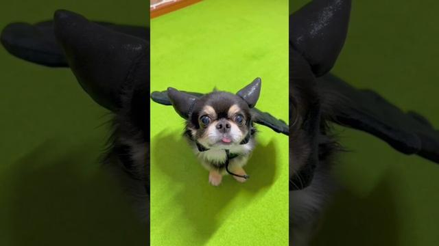 ハロウィン購入グッズ🎃（後半）#柴犬 #チワワ #shorts