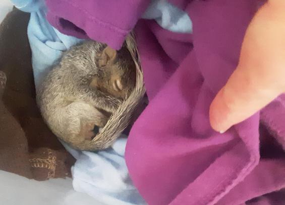 A tiny gray-brown squirrel baby revealed to be curled up in a ball sleeping in a nest of cloth scraps.