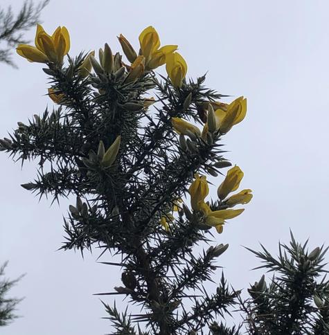 Photo of a spiky gorse branch with yellow flowers at the tips. Photo taken from below with the grey sky behind.