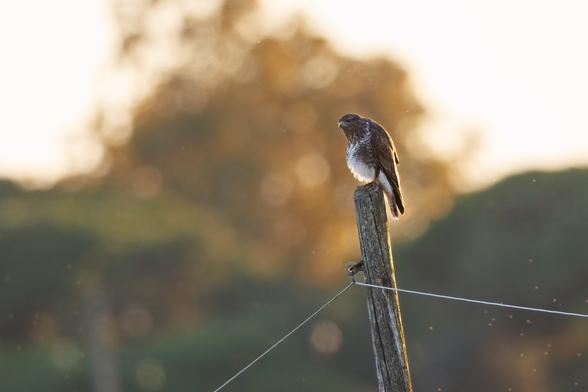 Bussard mit Bauch auf Pfosten