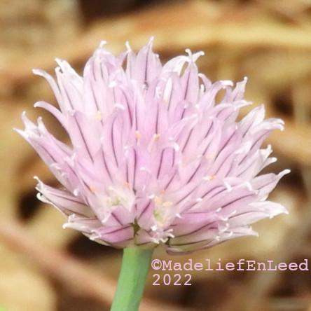 Roze/paarse bloem van bieslook.