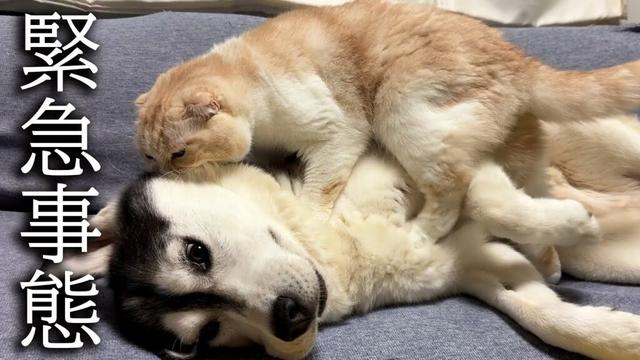 深夜に子猫がいなくなり緊急でハスキー犬を起こす猫がこちら...