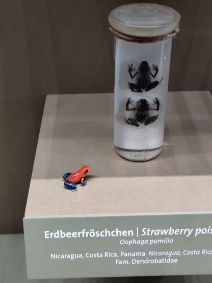 a blue red frog