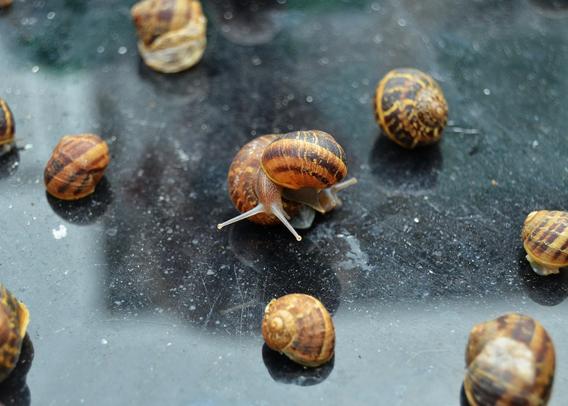 Types of snails in Pennsylvania